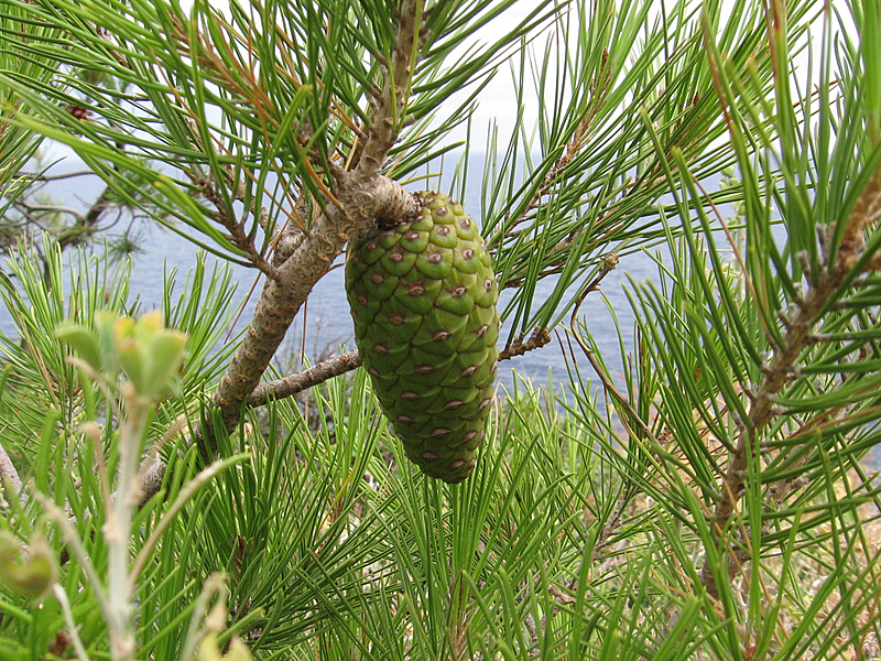 Zelená šiška.